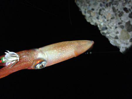 とうとうアオリがやってきた